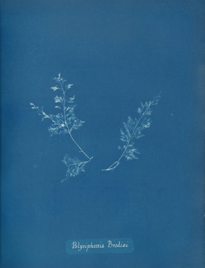 Polysiphonia Brodiæi, ca. 1853. 作者 安娜·阿特金斯（Anna Atkins）