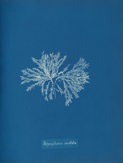 Polysiphonia cristata, ca. 1853. 作者 安娜·阿特金斯（Anna Atkins）