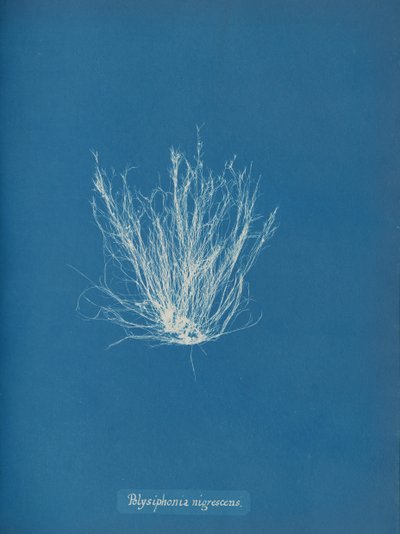 Polysiphonia nigrescens，约1853年。 作者 安娜·阿特金斯（Anna Atkins）