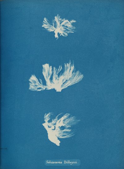 Schizonema Dillwynii, ca. 1853. 作者 安娜·阿特金斯（Anna Atkins）