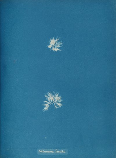 Schizonema Smithii, ca. 1853. 作者 安娜·阿特金斯（Anna Atkins）
