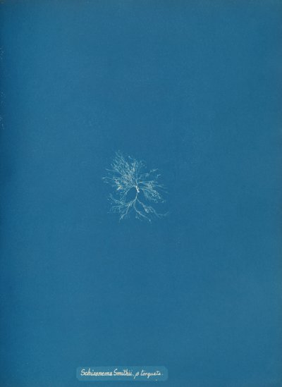 Schizonema Smithii, ß torqata, ca. 1853. 作者 安娜·阿特金斯（Anna Atkins）