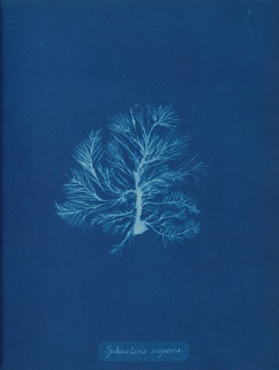 Sphacelaria scoparia, ca. 1853. 作者 安娜·阿特金斯（Anna Atkins）