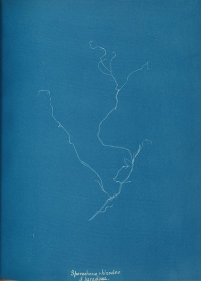 Sporochnius rhizodes ß paracloxa, ca. 1853. 作者 安娜·阿特金斯（Anna Atkins）