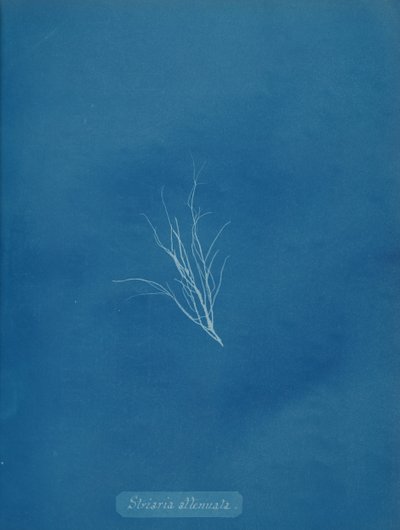 Striaria attenuata, ca. 1853. 作者 安娜·阿特金斯（Anna Atkins）