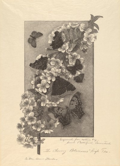 樱花 - 下午茶 作者 安娜·博茨福德·康斯托克（Anna Botsford Comstock）