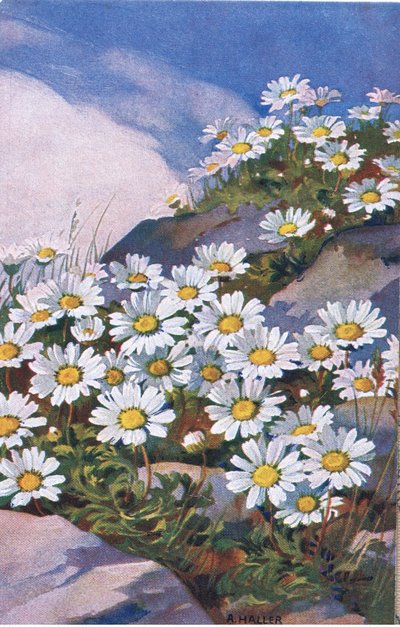 雏菊，明信片，20世纪40年代 作者 安娜·哈勒（Anna Haller）