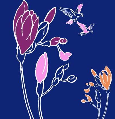 鸢尾科 作者 安娜·普拉茨（Anna Platts）