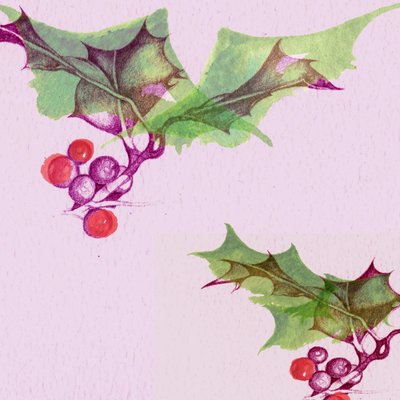冬青 作者 安娜·普拉茨（Anna Platts）