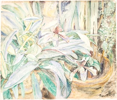 比萨植物园兰花 作者 安娜·西伯格（Anna Syberg）