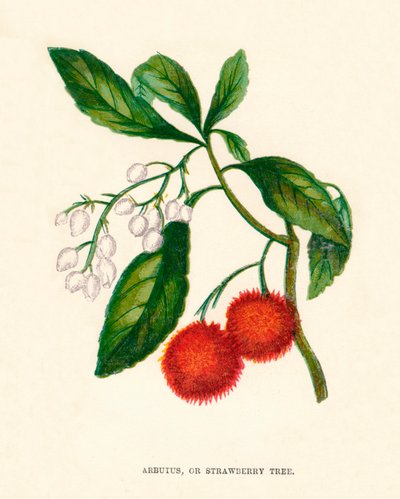 杨梅，或草莓树，c1891，1891年 作者 安妮普拉特