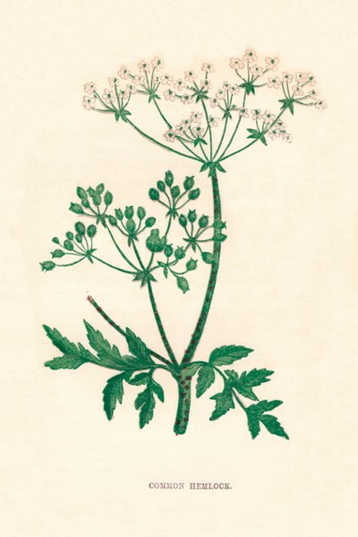普通铁杉，c1891，1891 作者 安妮普拉特