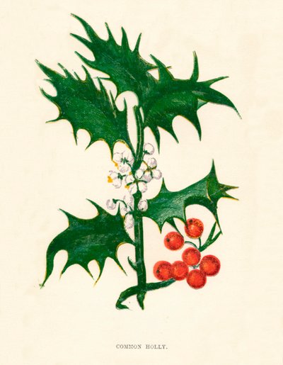 冬青树，c1891，1891年 作者 安妮普拉特