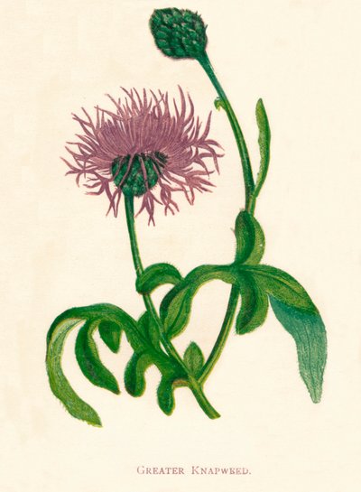 大克纳德维德，1891年，1891年 作者 安妮普拉特