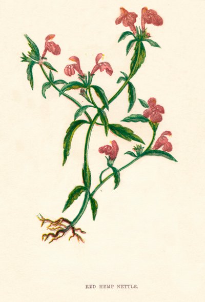 红麻荨麻，c1891，1891 作者 安妮普拉特