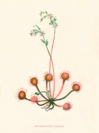 圆叶茅膏菜，1891年，1891年 作者 安妮普拉特