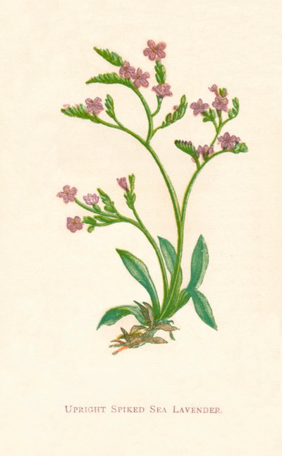 立式尖刺熏衣草，c1891，1891年 作者 安妮普拉特