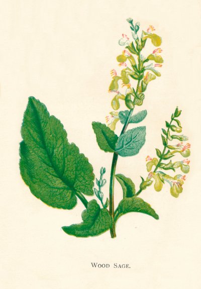 伍德·塞奇（Wood Sage），c1891，1891年 作者 安妮普拉特