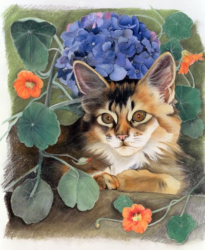 与绣球花的Sootsy 作者 安妮·罗宾逊