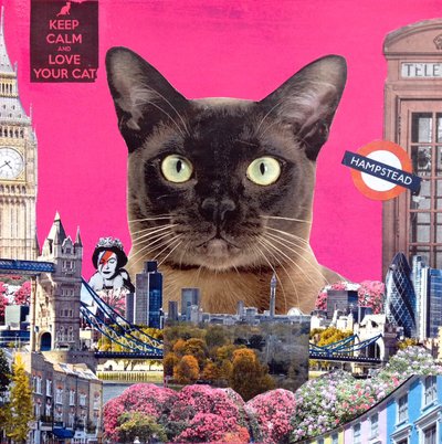 都市猫，2015 作者 安妮取消