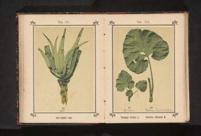 小款冬的叶子和大款冬的叶子
Tussilago farfara L. Petasites officinalis M.（物体上的标题） 作者 无名氏