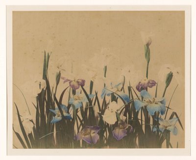 鸢尾花静物 作者 无名氏