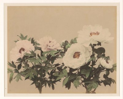 牡丹花静物画 作者 无名氏