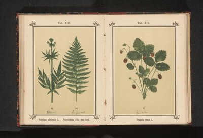 博萨尔贝 Fragaria vesca L.（物体上的标题） 作者 无名氏