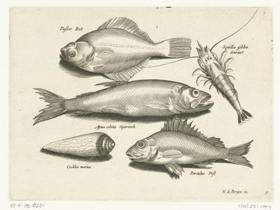 比目鱼、虾、胡瓜鱼和黄貂鱼
Libelivs varia Genera piscium complectens（系列名称）
淡水鱼、海鱼、蛙、甲壳类和海洋生物（系列名称） 作者 克拉斯·扬斯。维舍尔 (II)