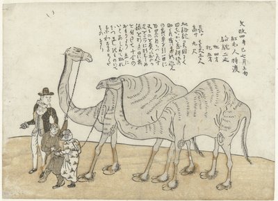 骆驼和单峰驼 作者 无名氏