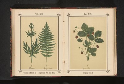 普通缬草和雄蕨的一根枝条
Valeriana officinalis L. Polystichum Filix mas Roth（物体上的标题） 作者 J·科塞尔