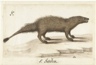 埃及獴
Herpestes ichneumon / Sandino / Egyptian Mongoose（物品上的标题）
伦巴第相册（系列名称） 作者 无名氏