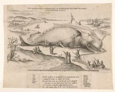 安特卫普附近搁浅的鲸鱼，1577 年
Waerachtich conterfeytsel en afmetinghe van dese[n] walvisch, ghevanghe[n] den 2 Juli 1577（标题见实物） 作者 无名氏