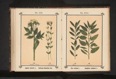 当归和百里香 Angelica silvestris L. Erythraea Centaurium Pers（物体上的标题） 作者 无名氏