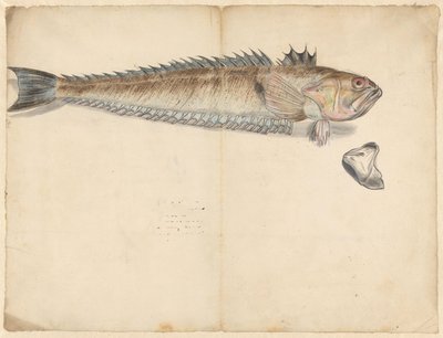 大织布鸟（Trachinus draco） 作者 无名氏