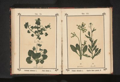 金色报春花和牧人荷包
Primula officinalis L. Capsella Bursa pastoris M.（物体上的标题） 作者 无名氏