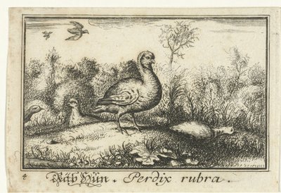 鹧鸪的风景
Räb Hun, Perdix rubra.(物品上的标题） 作者 无名氏