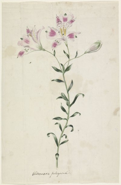 百合（Alstromaria Pelegrina） 作者 无名氏