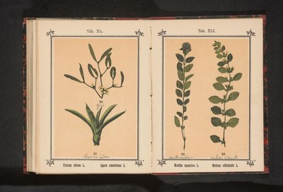 槲寄生和百年芦荟
Viscum album L. Agave americana L. （物品上的标题） 作者 无名氏