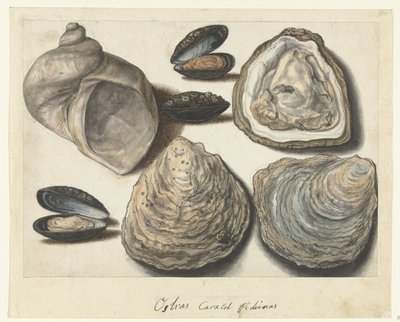 牡蛎、贻贝和月角 Ostras Caracol Pichinas（物体上的标题） 伦巴第专辑（系列名称） 作者 无名氏