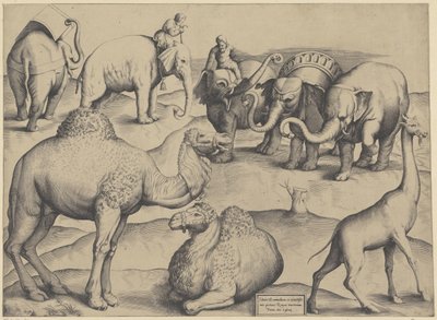 橄榄树、长颈鹿和一只长颈鹿
Tabula III animalium ex vetustissimis picturis Romae tractorum（物上标题）
Speculum Romanae Magnificentiae（系列标题） 作者 安东尼奥·拉弗里里（Antonio Lafreri）