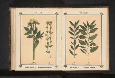 橄榄枝和杏仁枝
Olea europaea L. Amygdalus communis L. （物体上的标题） 作者 无名氏
