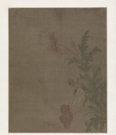 罂粟花 作者 无名氏