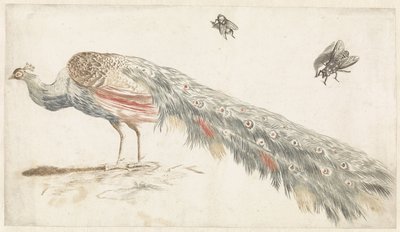 孔雀和两只苍蝇 作者 约翰·泰勒