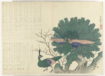 孔雀 1840-1900 年期间的专辑《四条折物》（系列名称） 作者 无名氏