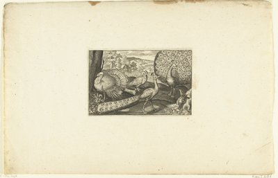 展示孔雀、步行孔雀和火鸡
Volatilium varii generis（......）（系列名称） 作者 克拉斯·扬斯。维舍尔 (II)