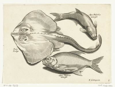 鳐鱼、鳊鱼和白鲑
Libelivs varia Genera piscium complectens（系列名称）
淡水鱼、海水鱼、蛙、甲壳类和海洋生物（系列名称） 作者 无名氏