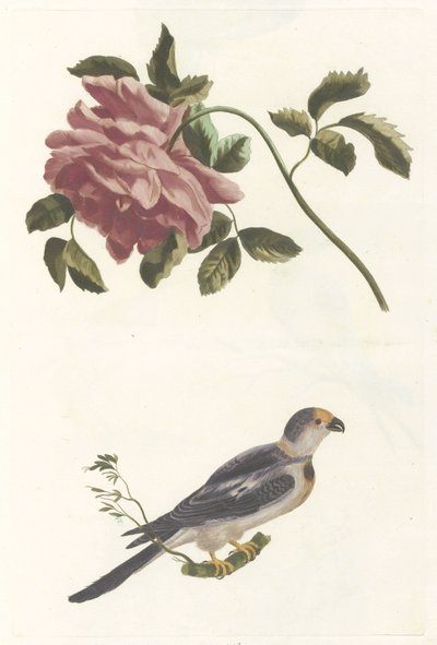 Rose and Parakeet 作者 无名氏