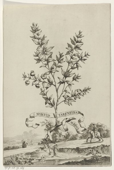 Tak Myrtus Tarentina
Myrtus Tarentina 媒体（物体上的标题） 作者 彼得·范德阿 (I)