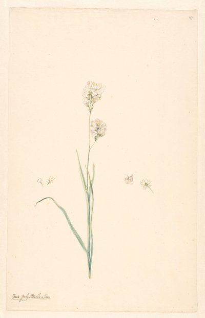 Ixia polystachya 分支与雌蕊和花的细节 作者 无名氏